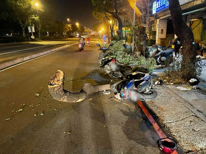 台中市西屯區台灣大道一棵行道樹，26日凌晨在無風無雨的情況下，竟然倒伏在馬路上，造成兩名騎士撞擊受傷。（民眾提供／盧金足台中傳真）