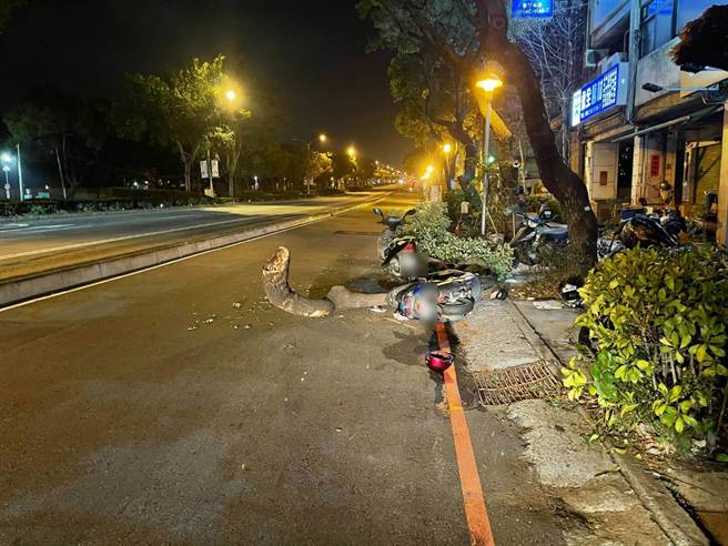 暗夜遭到大樹擋路，騎士反應不及撞擊倒地。（民眾提供／盧金足台中傳真）