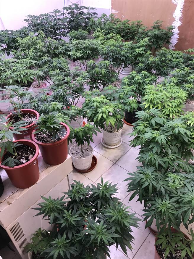 警方在石嫌家中查獲79株大麻。（翻攝照片／林郁平台北傳真）