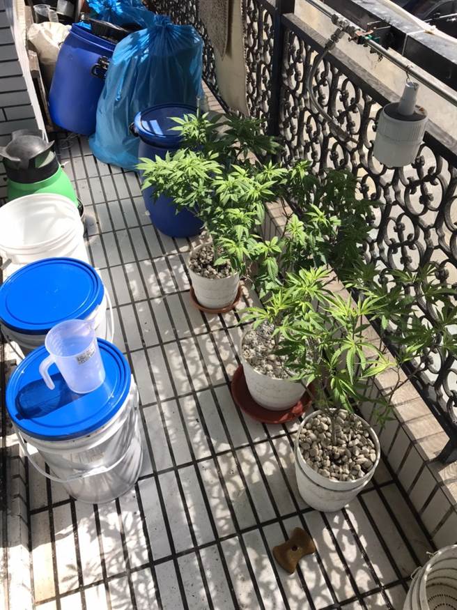 石嫌屋內都是大麻盆栽，連陽台都有活株。（翻攝照片／林郁平台北傳真）