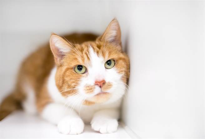 主人将爱猫送回老家给父母照顾，原本担心牠适应不良，岂料一张近况照让他傻眼，表示「太有活力」。(示意图/达志影像)