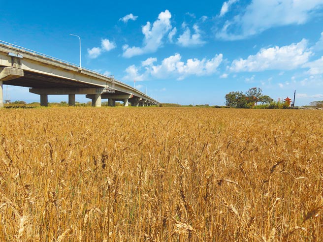 台南市学甲区目前种植小麦总面积约180公顷，成熟期金黄色的麦穗在艳阳下闪耀金色光芒。（庄曜聪摄）
