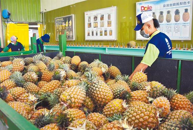 中国大陆海关总署因台湾凤梨检出介壳虫，宣布自3月1日起暂停台湾凤梨输入。（林和生摄）