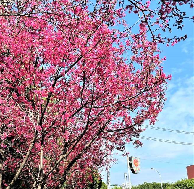 228连假何处去，台中市府推「赏樱地图懒人包」，民眾可以按图追樱。（卢金足摄）