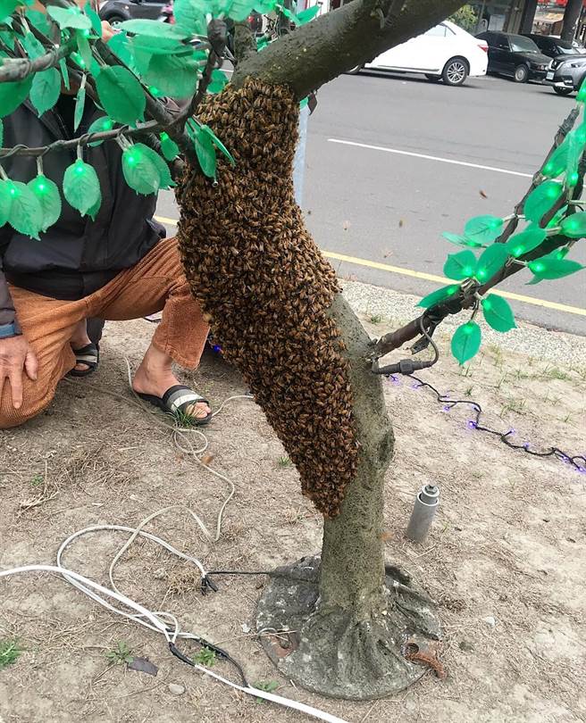 3000至4000隻蜜蜂附著在斗六市圓環的桃花樹花燈上。（劉津丞提供）