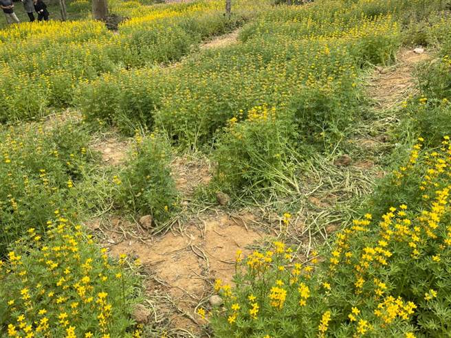 大片鲁冰花田被游客踩出无数小径，让茶农相当痛心。（黄婉婷摄）