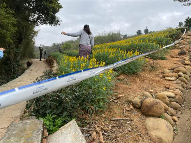 虽然有部分茶园拉起封锁线，但仍有游客会私自进入拍照。（黄婉婷摄）