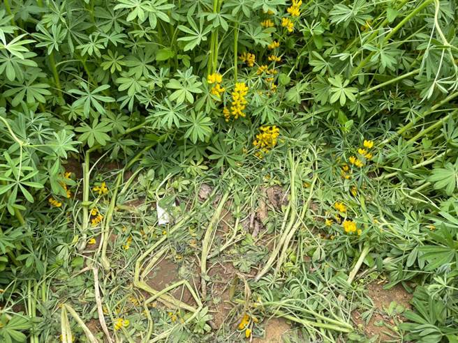 大北坑农村发展协会总干事江增平说，未来考虑设置告示牌、加派人力巡守，避免踩花情事一再发生。（黄婉婷摄）