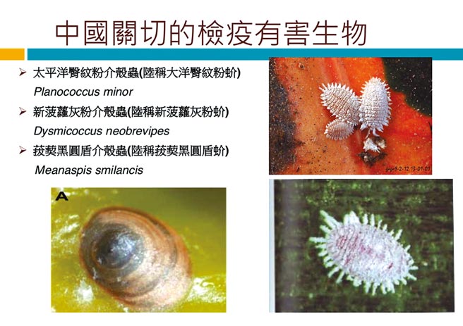 大陆以「夹带三种介壳虫」为名禁止台湾凤梨输入。（农委会提供）