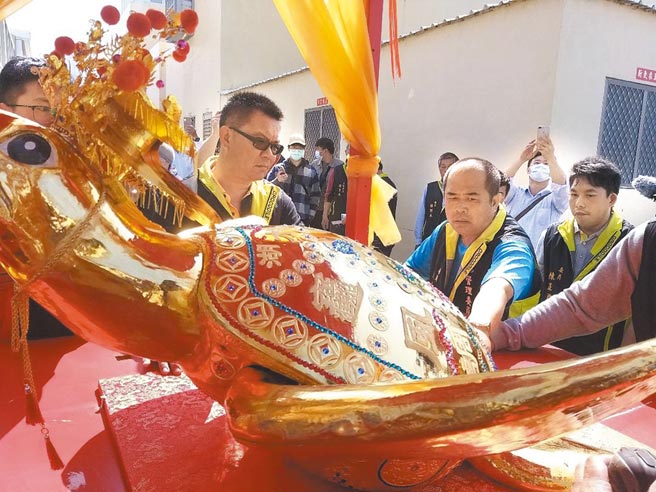 澎湖山水里上帝庙全国最大390两黄金龟王闪亮登场，带动元宵节欢乐气氛。（陈可文摄）