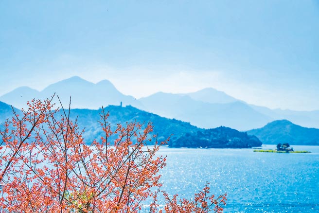 日月潭進入櫻花季，湖畔的粉紅花蕾隨風恣意舞動，風雅不已。（涵碧樓提供）