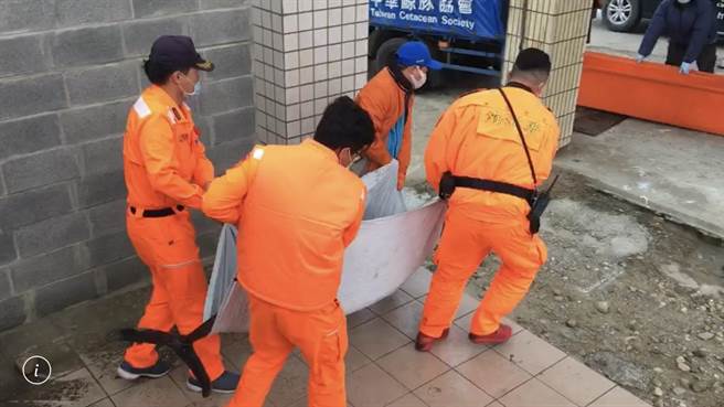 真海豚首度现身中部海域，可惜被发现时已搁浅沙滩没有气息，海巡署中部分署第三岸巡队塭仔安检所人员协助搬运交由中华鲸豚协会进行后续研究。（图／海巡署中部分署提供）