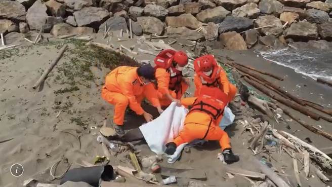 真海豚首度现身中部海域，可惜被发现时已搁浅沙滩没有气息，海巡署中部分署第三岸巡队塭仔安检所人员协助搬运交由中华鲸豚协会进行后续研究。（图／海巡署中部分署提供）