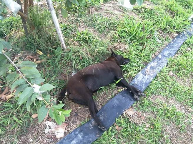 高雄市阿蓮區發生有心民眾毒殺流浪狗事件，7天之內已有7隻無辜流浪狗受害，愛狗人士在網上譴責毒狗行為，同時希望能動用網友力量協尋兇手。（翻攝曾姓愛狗人士臉書）