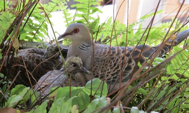 李利国》看金背鸠忆双亲。（图／作者提供）