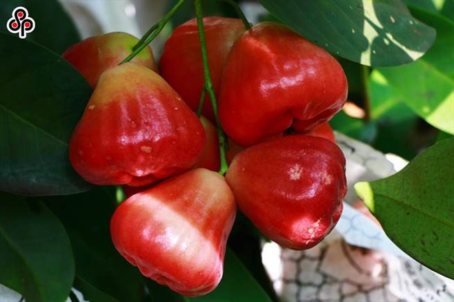 今(28)日高雄六龟农会传出原计画下周一批输陆莲雾遭大陆贸易商要求暂缓进口。（本报系资料照）