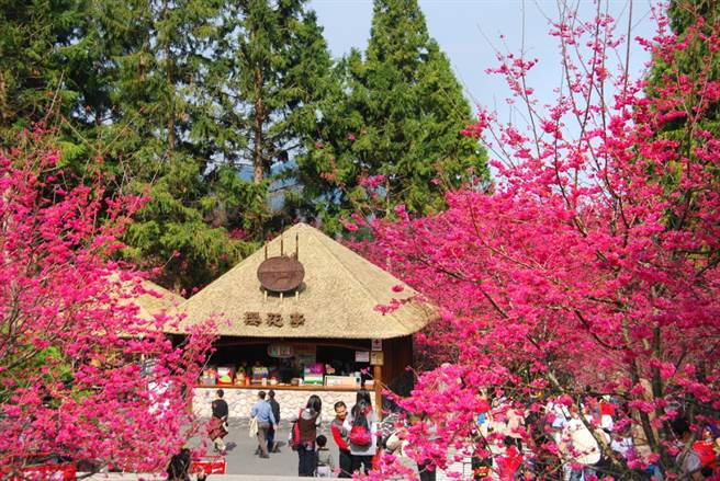 228连假正值樱花盛开，九族文化村涌入1万5千人，且车位全满，中午12点左右宣布今日已满园，停止入场。(图/摘自九族文化村官网)