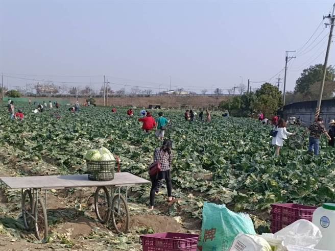 鹿草乡农民李宗佑228连假开放菜园让民眾自採高丽菜，吸引许多民眾来捧场。（张毓翎摄）