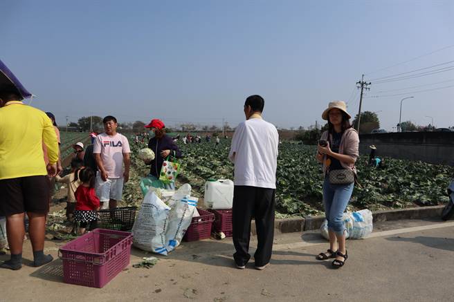 人手一颗颗高丽菜，并接力将一袋一袋沉甸甸的高丽菜往车上搬。（张毓翎摄）