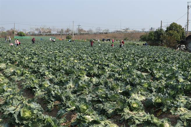 李宗佑趁着连假期间，将9分多地的高丽菜开放民眾自採。（张毓翎摄）