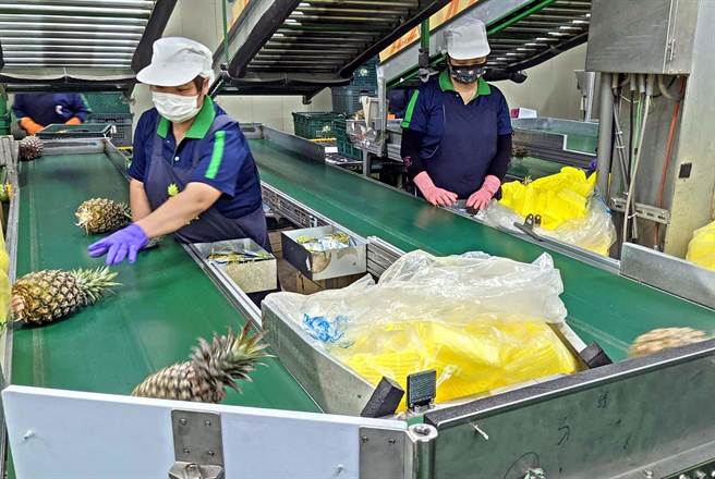 屏东县政府规画建设屏东县农业国际化标准包装加工场，导入外销蒸热检疫及冷链体系，强化农产品除疫与保鲜能力。图为凤梨自动化分级设备。（潘建志摄）