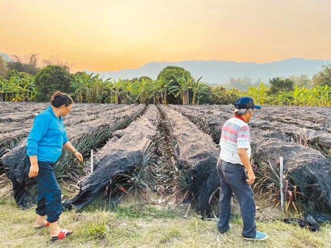 眼看种植的凤梨就要收成，结果销往大陆通道被阻断，全部化为乌有、血本无归，高雄凤梨农欲哭无泪。（林雅惠摄）