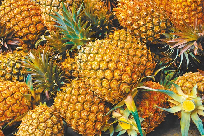 眼看种植的凤梨就要收成，结果销往大陆通道被阻断，全部化为乌有、血本无归，高雄凤梨农欲哭无泪。（台南区农改场提供）