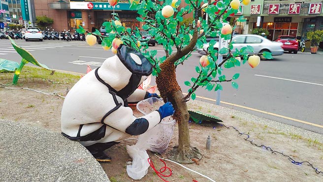 捕蜂人全副武装拨开蜜蜂群找到体型约2倍大的蜂王，蜂王率先被装入网袋内，其余蜜蜂半小时内全跟着入袋。（林明仕提供／周丽兰云林传真）