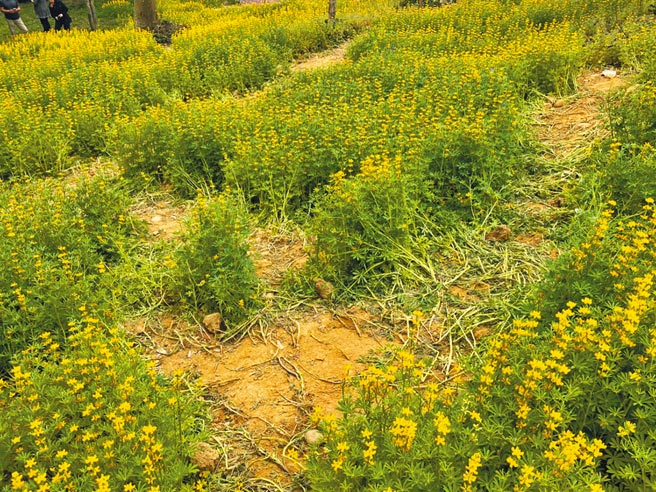 大北坑休閒农业区近期鲁冰花满开，却出现有游客滥踩花田，导致茶园出现迷宫奇景，让茶农气愤难耐。（黄婉婷摄）