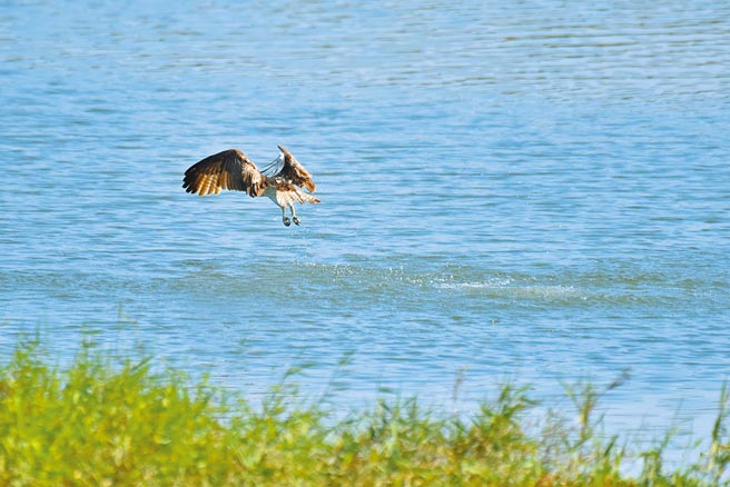 来到香山溼地客雅溪口南岸，不仅能欣赏大鵟出没，同时也能捕捉保育类猛禽鱼鹰出现猎食。（新竹市府提供／邱立雅竹市传真）