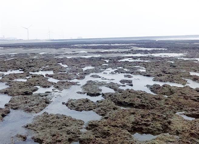 彭世良說，未來子孫若是沒辦法親眼見到藻礁、體驗藻礁的獨特性，那是一件非常悲哀又可惜的事情。（資料照片）