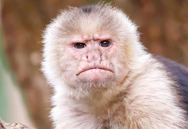 美国一家人收养卷尾猴日前贴心帮忙处理晚餐的食材，可爱模样收服一票粉丝。(示意图／达志影像)