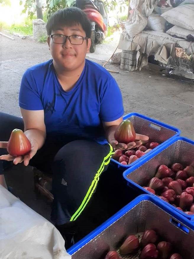 六龜農會人員檢視巴掌蓮霧，為出貨做準備。（翻攝照片／林瑞益高雄傳真）