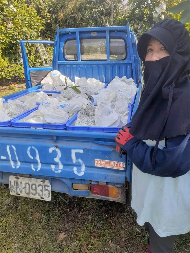 六龜果農1日上午到果園採收巴掌蓮霧。（翻攝照片／林瑞益高雄傳真）