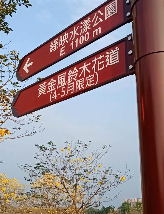 嘉义黄花风铃木爆赏花潮，嘉义市政府制作的指标被抓包出槌。（读者提供）