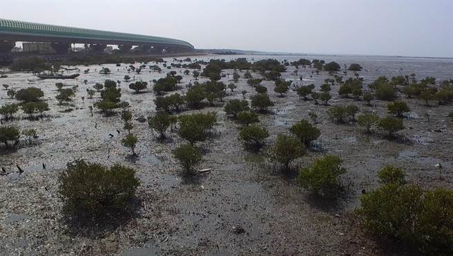 彰化芳苑濕地是全台最大，潮間帶寬度達到６公里，是保育鳥類大杓鷸、黑嘴鷗等重要棲地，位於二林溪出海口的紅樹林，主要為海茄苳及水筆仔，為鷺科重要繁殖棲地。(縣府提供／吳建輝彰化傳真)