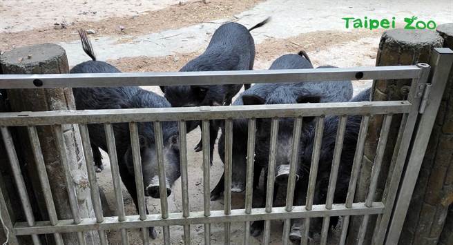 看到保育员提着食物走上来，兰屿猪都挤在门边准备抢食衝一波。(图／台北市立动物园提供)