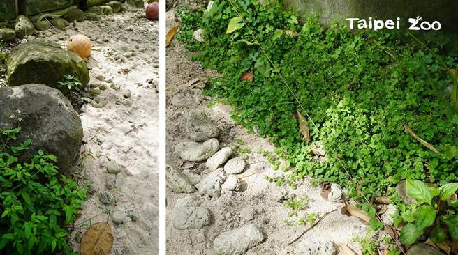 兰屿猪真的超会吃，植物只要长超过电牧线就会被兰屿猪吃掉。(图／台北市立动物园提供)