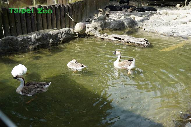 兰屿猪和中国华鹅共同使用户外活动场。(图／台北市立动物园提供)