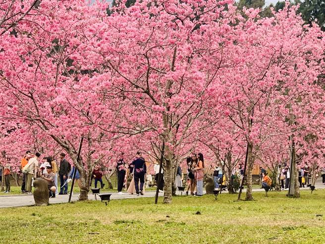 九族文化村樱花大爆发，赏花人潮大爆满。（廖志晃摄）
