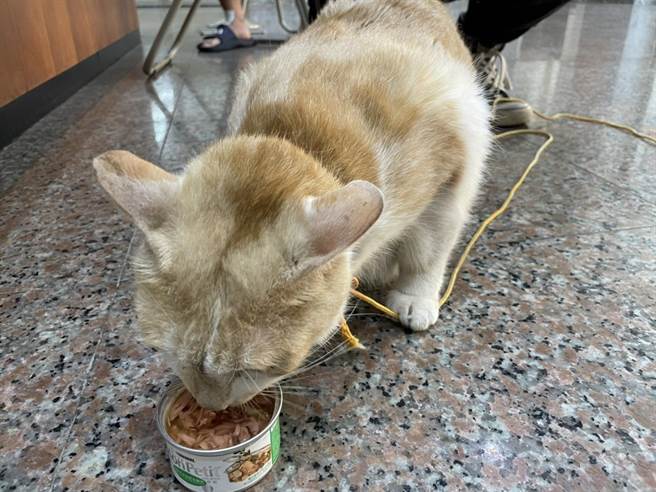 胖猫「阿咪」上月27日被70岁廖姓男子偷走，警方循线通知廖嫌到案并寻获阿咪。（翻摄）