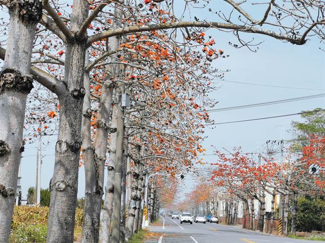 騎鐵馬賞花 拔蘿蔔將軍木棉花季活動開跑 旅遊 中時