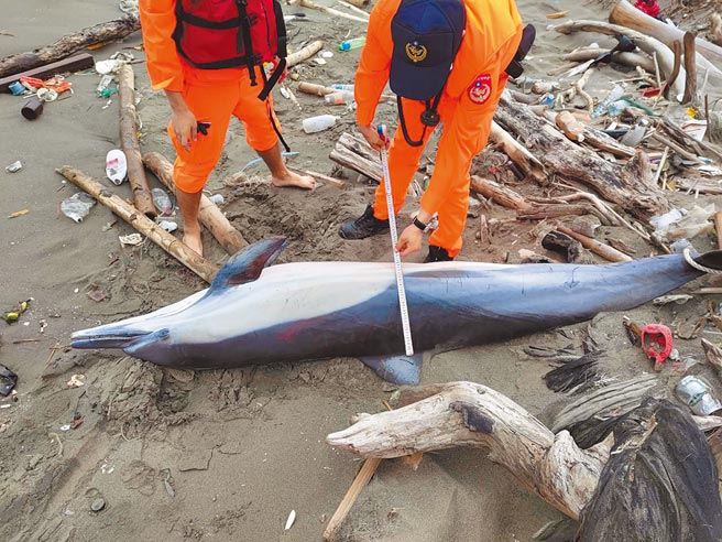 海巡署中部分署第三岸巡队塭仔安检所人员，前天发现搁浅沙滩的鲸豚；经中华鲸豚协会人员确认是短吻真海豚，也是第一次在中部海岸被发现，无奈首度现身却已断气无气息。因距离死亡时间很近，鲸豚尸体外观仍十分完好，死因有待解剖后进一步研究分析。（海巡署中部分署提供／谢琼云彰化传真）