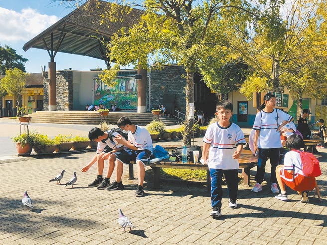 野鴿成群結隊肆虐，連被視為天龍國的台北市也不例外，隨處可見大批鴿群伏地搶食，連市立動物園、社區公園皆深受其害。（吳康瑋攝）