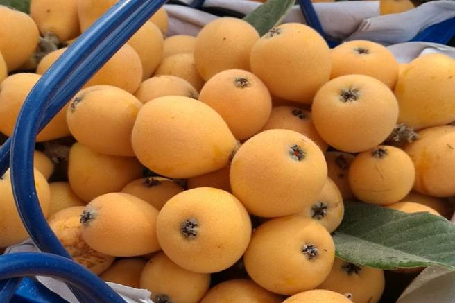 温差大！喉咙痒咳不停，吃枇杷有用吗？ 中医警告「4种情况」浅嚐即止。(图/常春月刊提供)