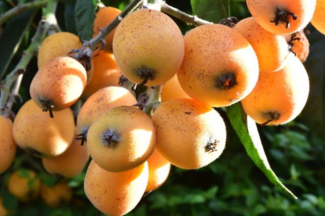 漂亮的枇杷，表面茸毛完整、果粉保存完好，以果皮易剥开、果肉软而多汁、皮薄肉厚者为佳。(图/常春月刊提供)