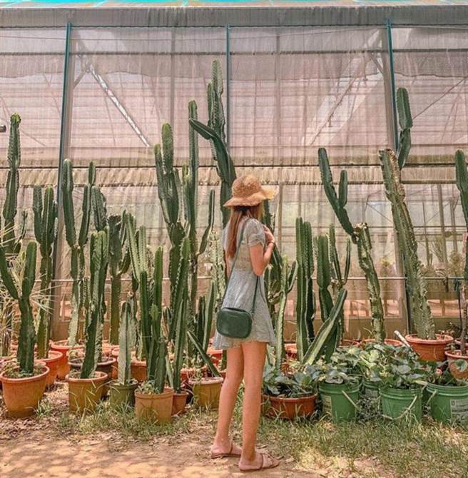 福祥仙人掌与多肉植物园(图/IG@__cariiiiina__ 提供)