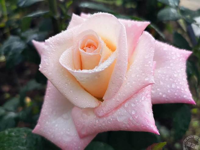 2021臺北玫瑰展3/12开展。（洪书瑱摄）