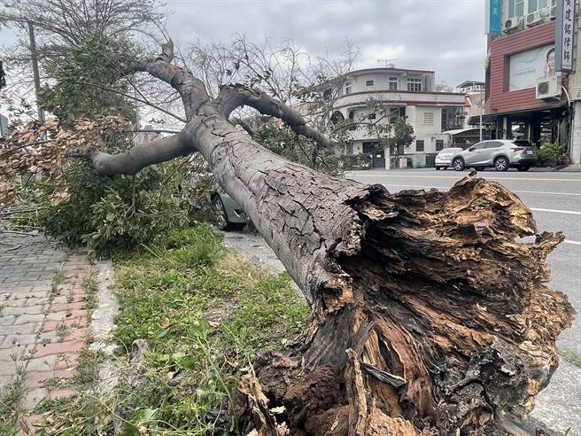 台东市区今天刮强风，地检署旁路树倒塌压到1自小客车。（庄哲权摄）