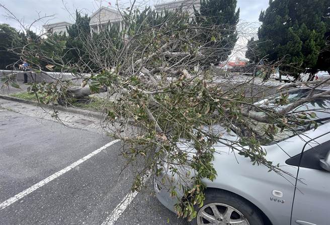 台东市区今天刮强风，地检署旁路树倒塌压到1自小客车。（庄哲权摄）